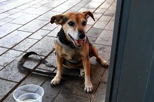 cane per una passeggiata in un parco cittadino in riva al mare foto