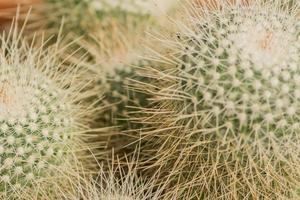 primo piano di cactus mammillaria, sfondo naturale foto