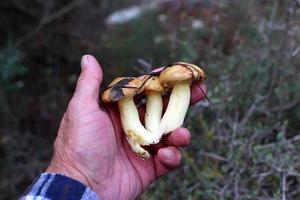 le farfalle in Israele crescono su terreni sabbiosi e sassosi nelle foreste di pini. foto