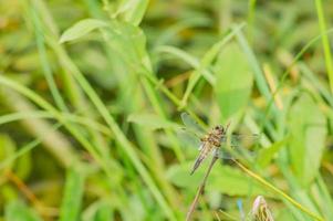 libellula che riposa sull'erba foto