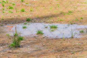 grande pozzanghera sporca sul campo con erba verde foto