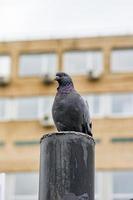 piccione seduto sul recinto di metallo foto
