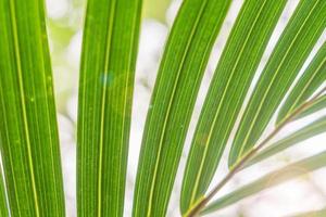 foglia di palma verde alla luce del sole per lo sfondo foto