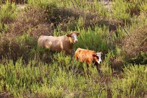 le mucche pascolano in una radura della foresta nel nord di Israele foto
