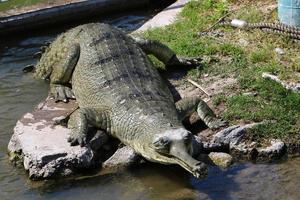 un enorme coccodrillo giace sull'erba sulle rive del fiume. foto