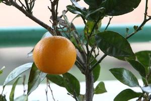 frutti di agrumi nel parco cittadino. foto