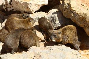 daman siede su una roccia in un parco cittadino in Israele. foto