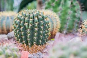 cactus a forma di palla nel giardino botanico foto