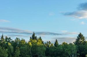 alberi e sfondo del cielo foto