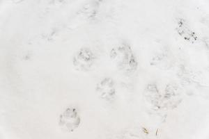 tracce di cani sulla neve bianca foto