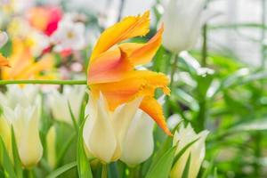 campo di tulipani multicolori in fiore, fiori primaverili in giardino foto