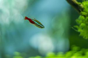 pesci d'acquario paracheirodon innesi foto