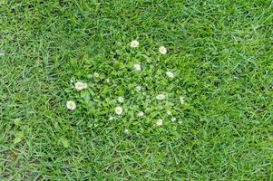 sfondo di erba verde e camomille fiorite selvatiche foto