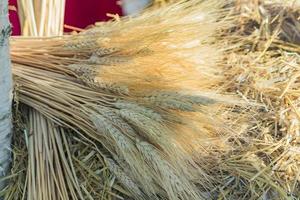 primo piano di spighe di grano sfondo, messa a fuoco selettiva foto