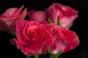 rose rosa in un vaso bianco su sfondo nero foto