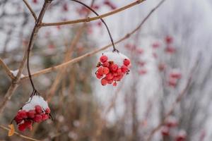 bacche di viburno rosso in inverno foto