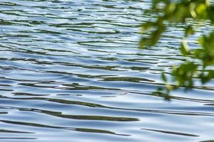 ramo di un albero sull'acqua in una giornata estiva foto