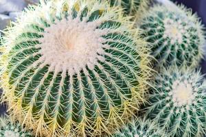 vista dall'alto di cactus rotondi a forma di palla per sfondo esotico foto