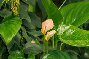 primo piano del fiore di anthurium in fiore foto