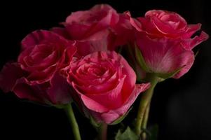 rose rosa in un vaso bianco su sfondo nero foto