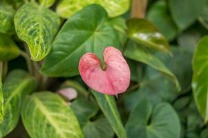 fiore di anthurium da vicino foto