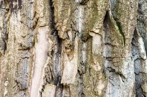 trama di sfondo della corteccia di albero foto