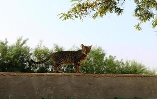 il gatto domestico è un mammifero della famiglia felina dell'ordine dei carnivori. foto