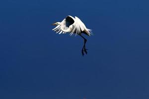 airone bianco sulle rive del mar mediterraneo. foto