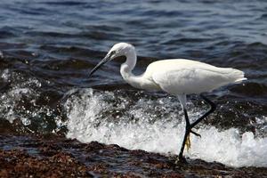 airone bianco sulle rive del mar mediterraneo. foto