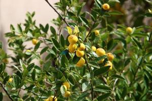 frutti di agrumi nel parco cittadino. foto