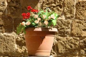 piante verdi e fiori crescono in un vaso di fiori foto