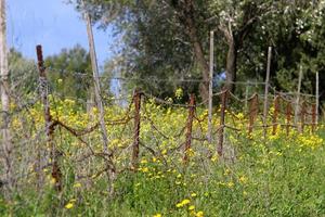 piante e fiori crescono lungo l'alto recinto. foto