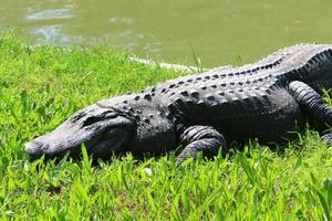 un enorme coccodrillo giace sull'erba sulle rive del fiume. foto