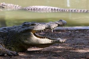 un enorme coccodrillo giace sull'erba sulle rive del fiume. foto