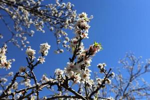 fiori di mandorlo in un giardino cittadino in Israele. foto