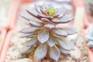 primo piano di echeveria rosetta rosa-viola, succulenta in una pentola foto