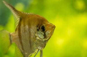 primo piano del pesce angelo pterophyllum scalare n acquario foto