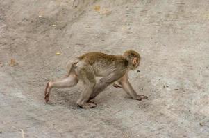 bambino di macaco giapponese foto