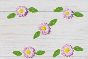 fiori rosa della margherita sul fondo della tavola di legno con lo spazio della copia foto