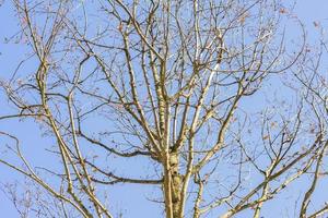 albero di quercia nudo su sfondo blu cielo foto