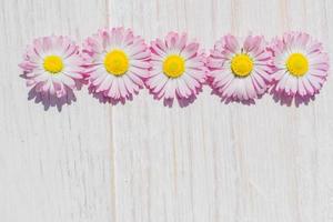 fiori rosa della margherita sul fondo della tavola di legno con lo spazio della copia foto