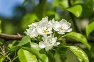 primo piano dei fiori del pero foto