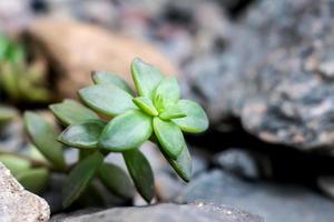 minuscole piante grasse o cactus nel giardino botanico del deserto e sullo sfondo di ciottoli di pietra foto