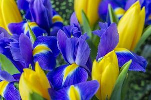 bouquet di fiori di iris viola e tulipani gialli foto