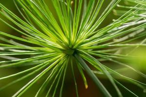 sfondo della natura della vegetazione tropicale foto