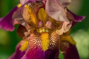 bellissimo fiore di iris bordeaux in fiore sullo sfondo della natura foto