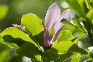 fiori di magnolia rosa magnolia virginiana foto