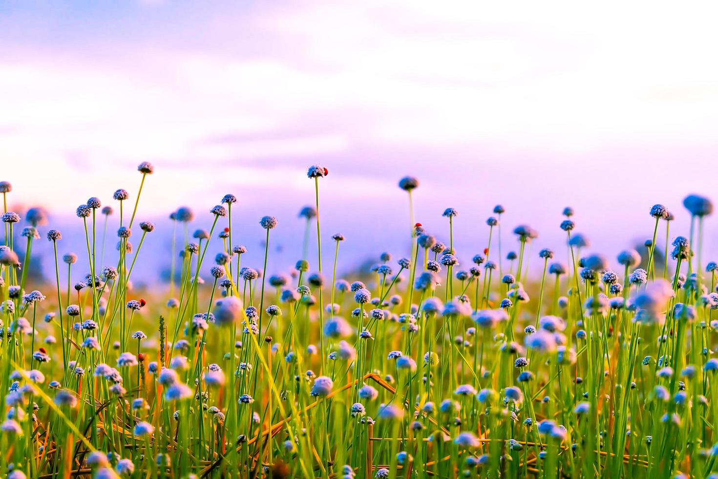 campo de flores de grama brancabela crescendo e florescendo selvagem foto