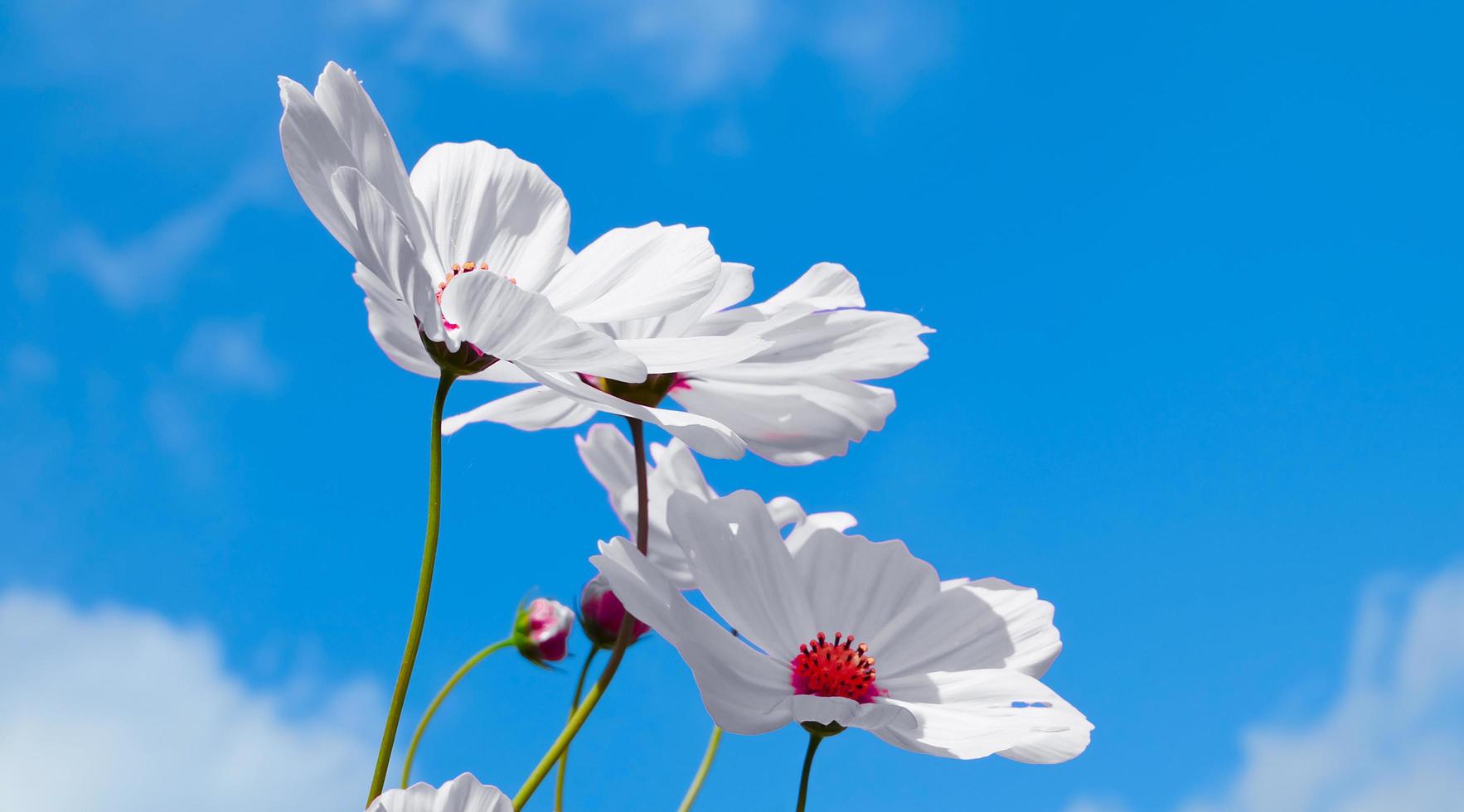 vista de ângulo baixo de plantas floridas do cosmos branco contra o céu azul foto