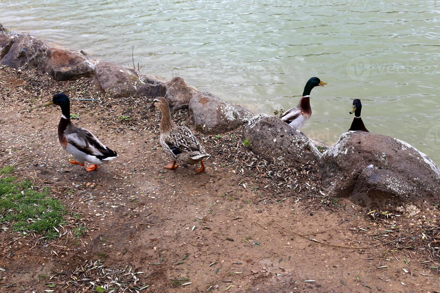 patos na margem de um lago de água doce. foto